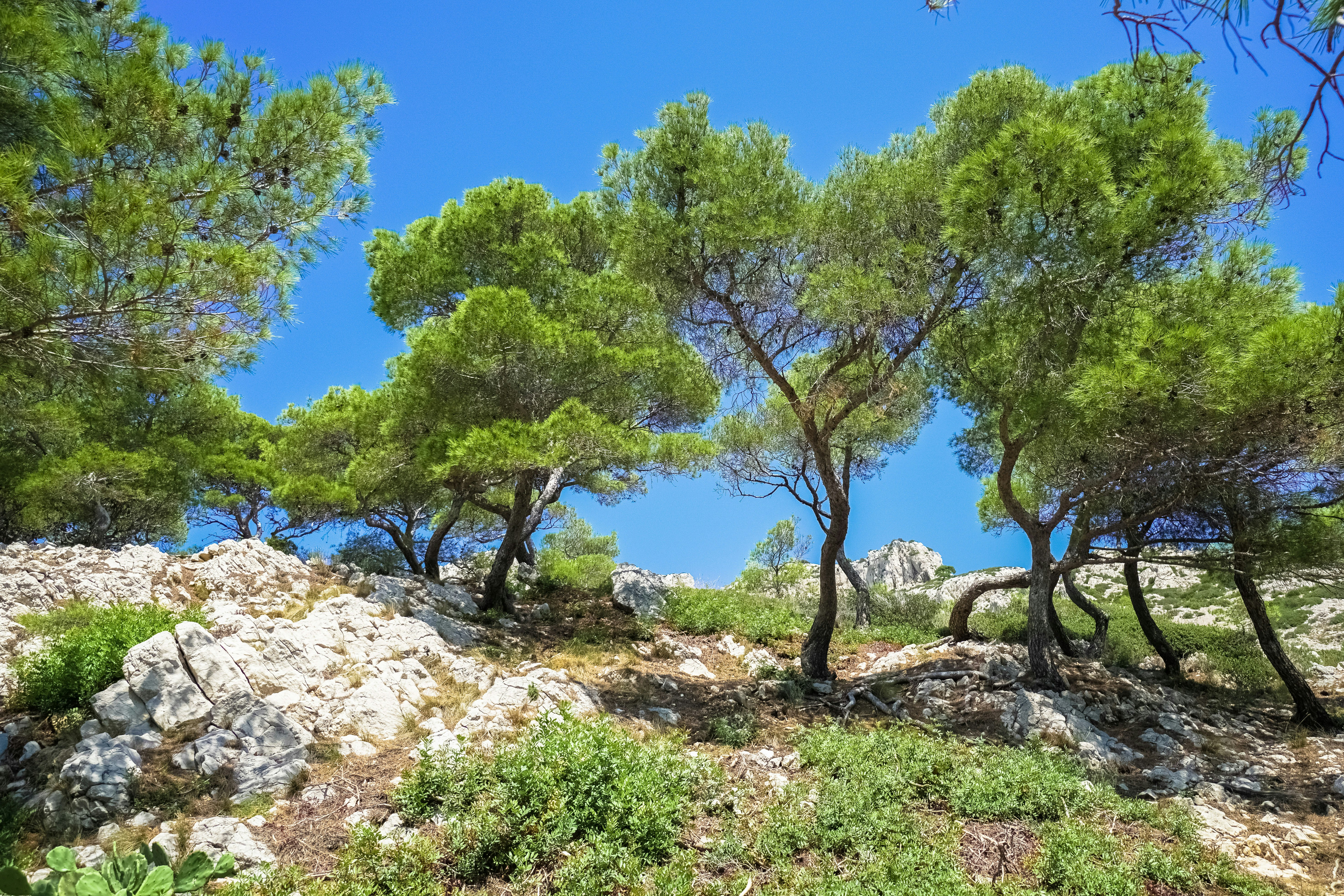 green trees on brown rocky ground during daytime